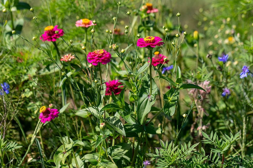Mélange de Fleurs Mellifères, Nectar Plus