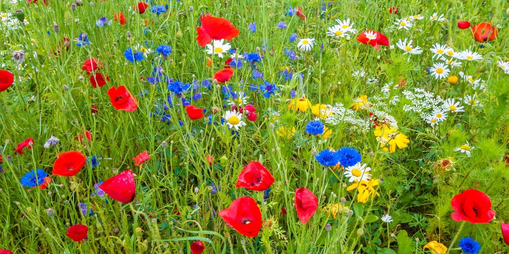 Mélange de Fleurs Vivace, Fleurs Autodisséminantes