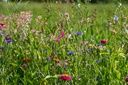 Miscela di fiori, Tapis de Qom (perenne)