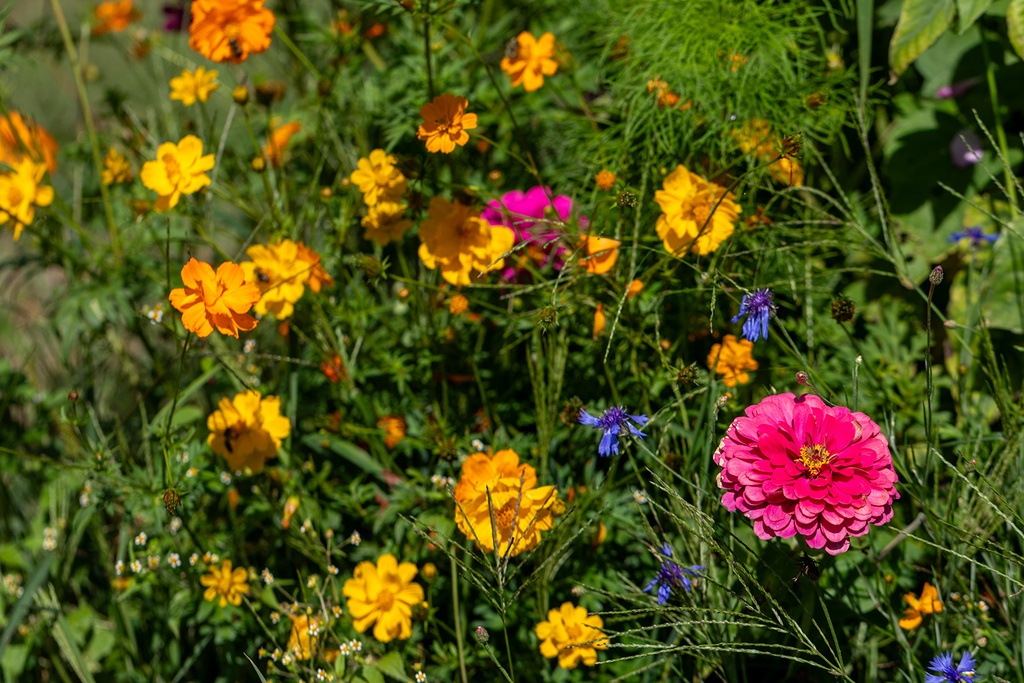 Schnittblumenmischung 'Liebesbrief' (einjährig)