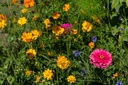 Miscela di fiori da taglio, Lettera d'amore (annuale)