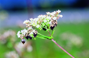 Buckwheat, Pink blooming