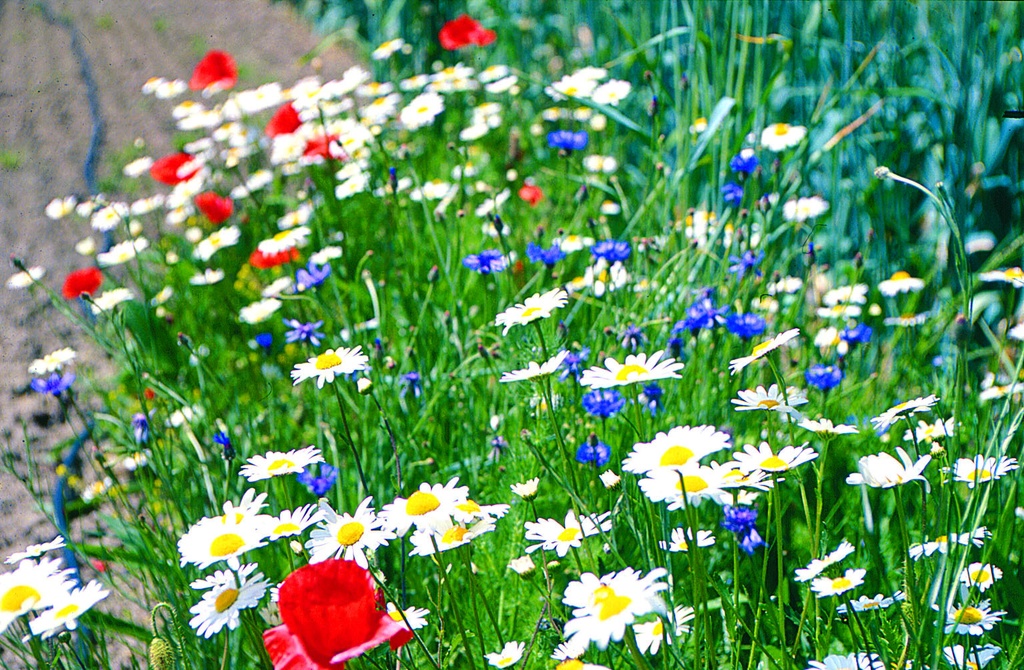 Coltura di copertura, Miscela di fiori 'Messicole'