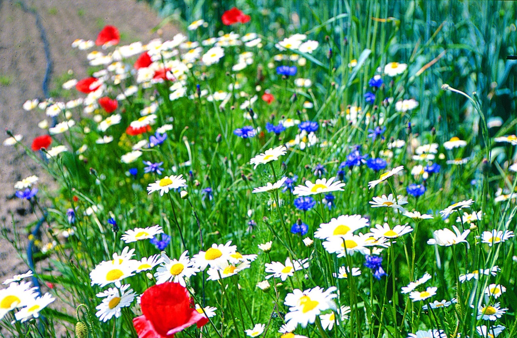 Cover crop, Segetal flower mix (annual or annual overwinter)