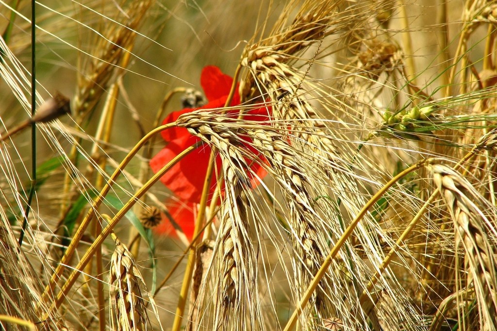 Rye (annual overwinter)