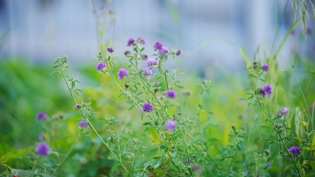 Cover crop, Alfalfa (Lucerne) (perennial)