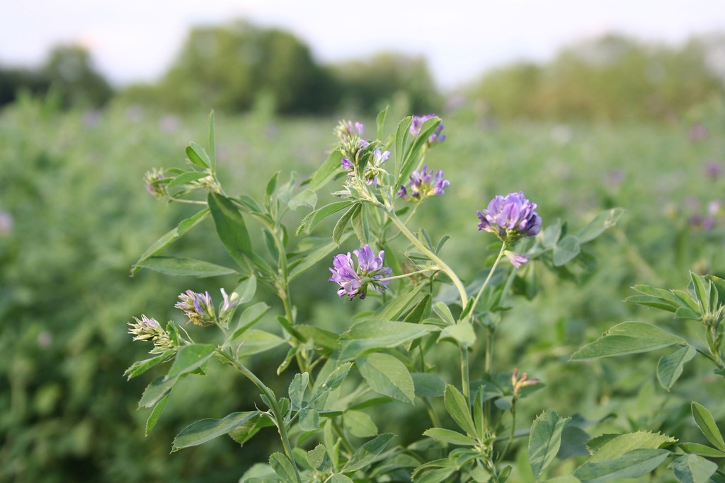 Gründüngung, Luzerne (Alfalfa) (mehrjährig)