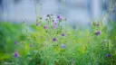 Cover crop, Alfalfa (Lucerne) (perennial)