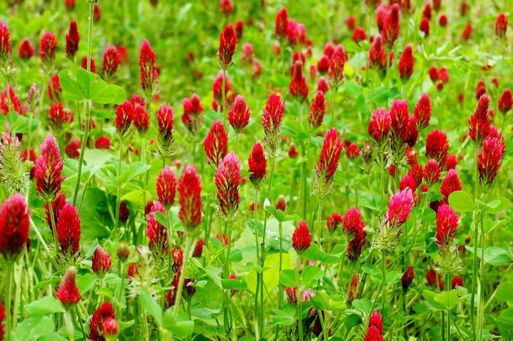 Cover crop, Landsberger mixture