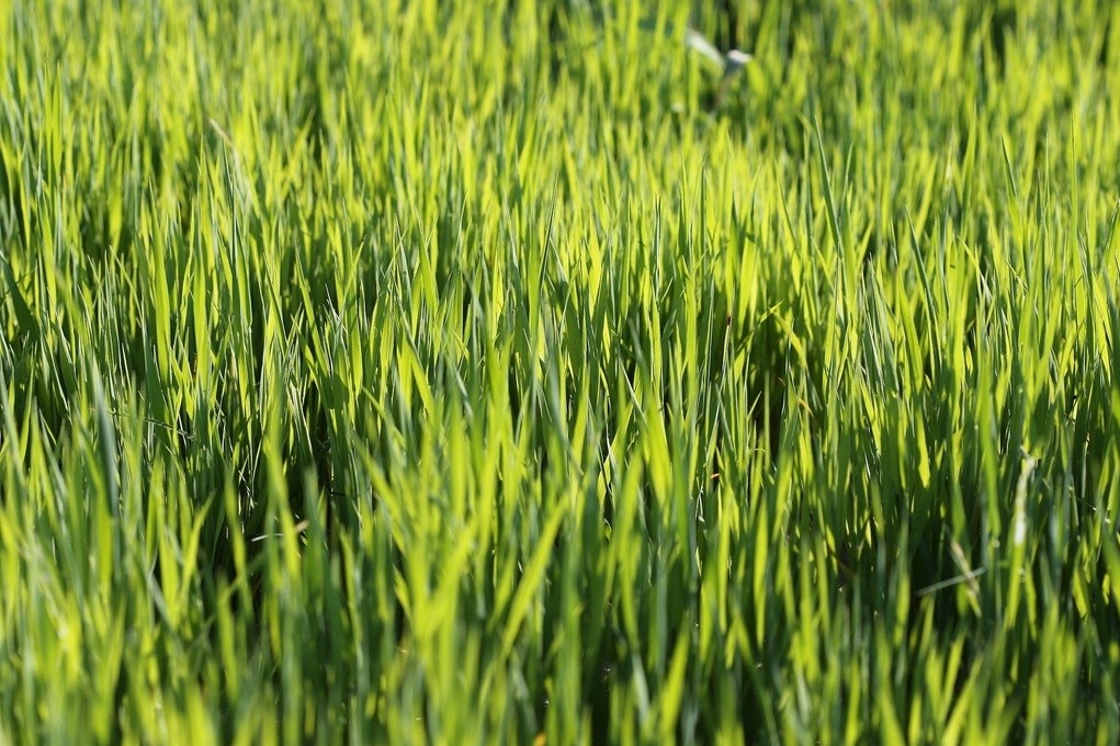 Cover crop, Nemato-Stop