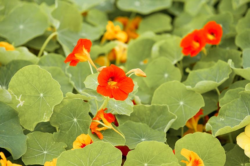 Capucine, Mini fleurs