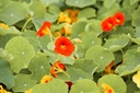 Nasturtium, Mini