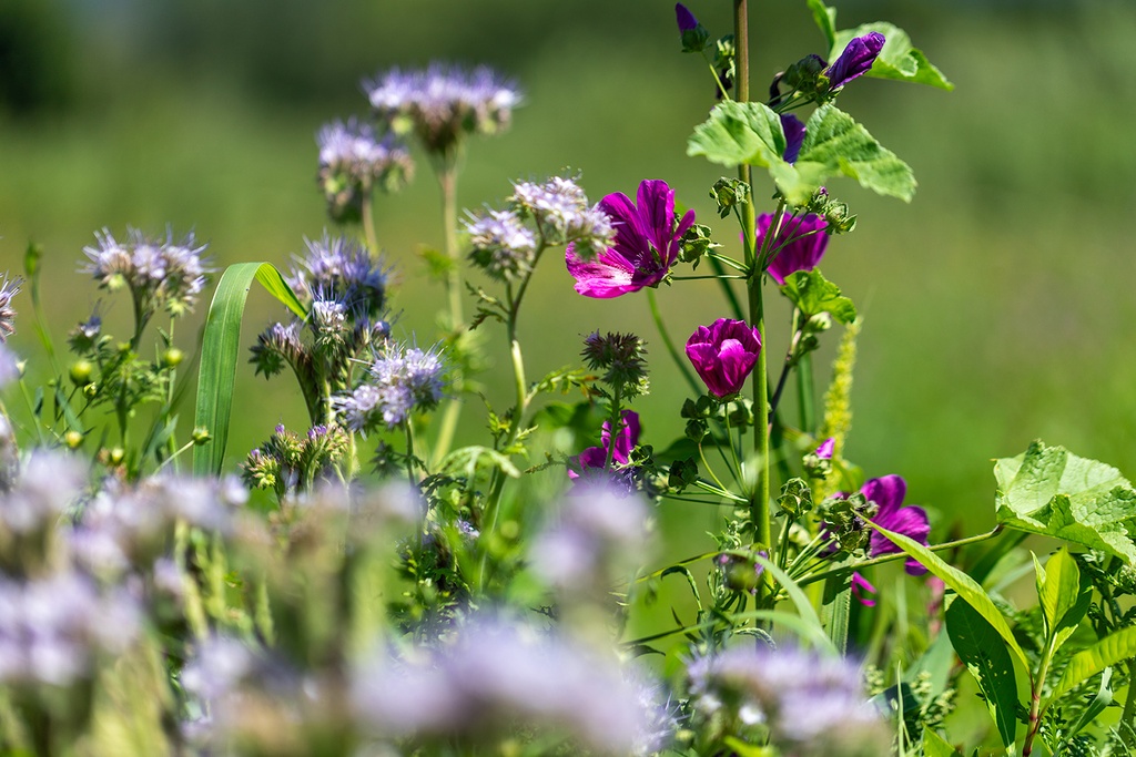 Cover crop, Vineyard mix