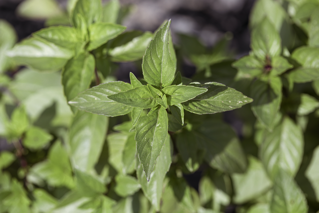 Basil, Cinnamon