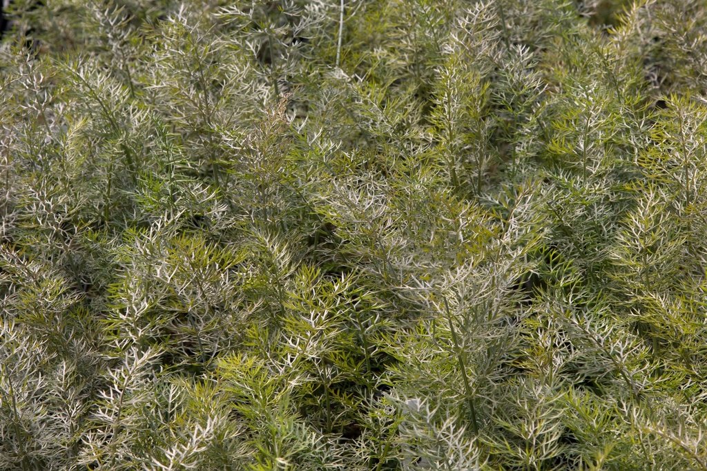 Leaf fennel (Sweet fennel), Bronze (Perennial)