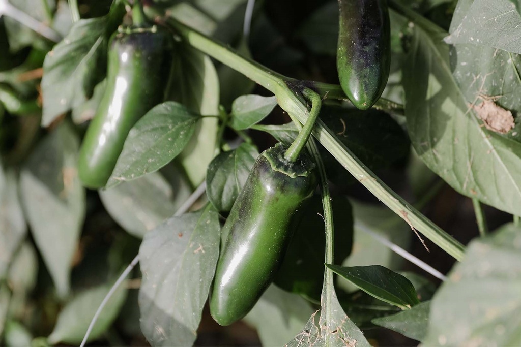 Poivron Doux, Nadapeno