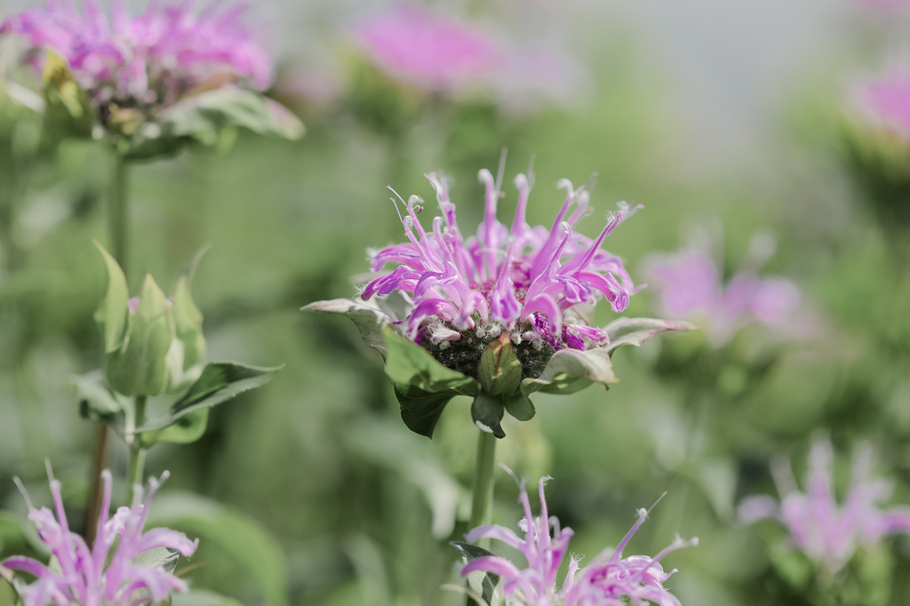 Wild bergamot (Perennial)