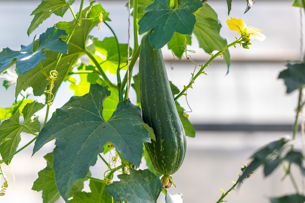 Courge Éponge (Luffa), Spongy