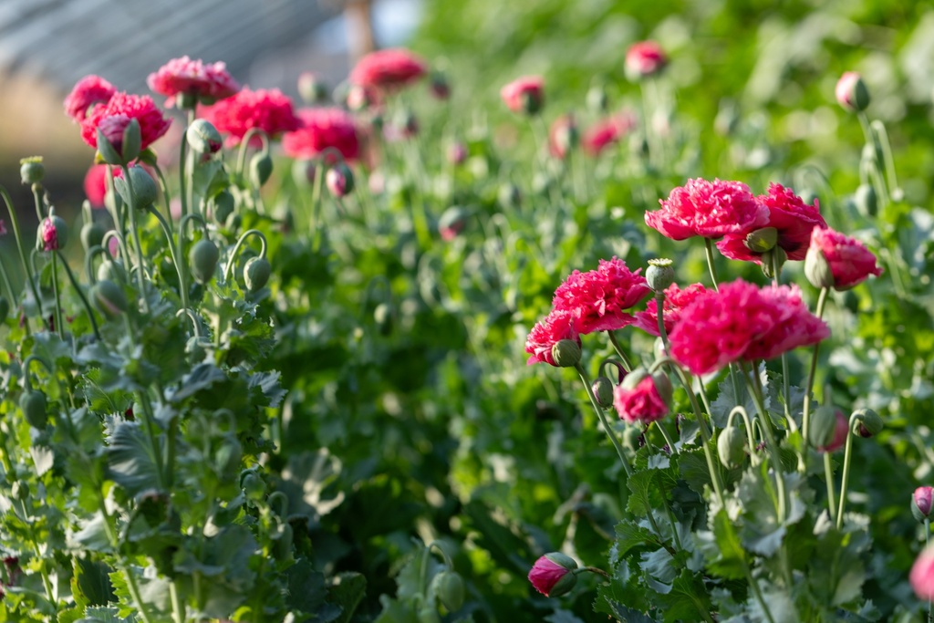 Poppy, Red Ball from Saint-Martin