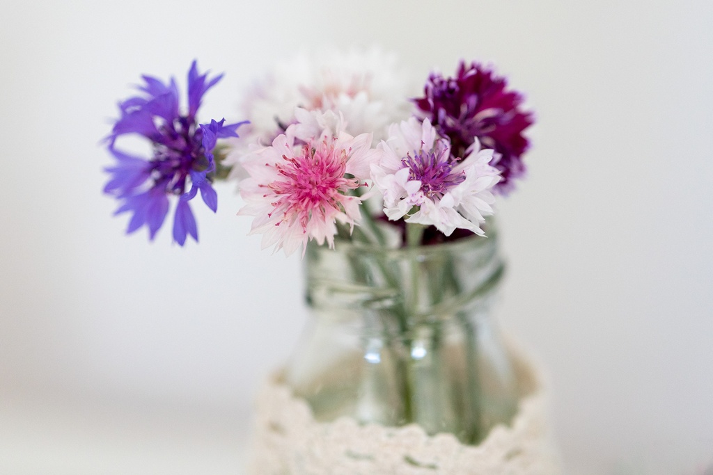 Cornflower, Color Mix