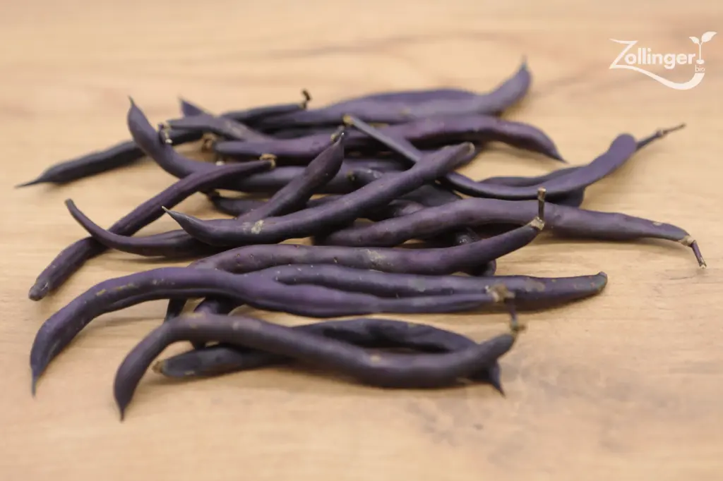 Bush bean, Purple Queen