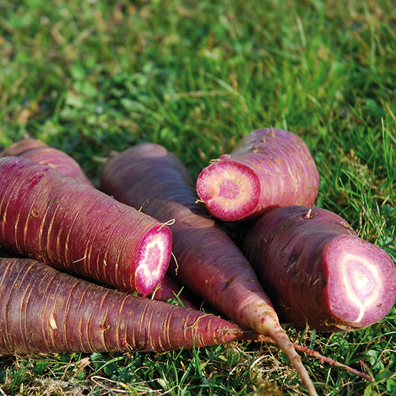Carota, De Gniff (Stoccaggio)
