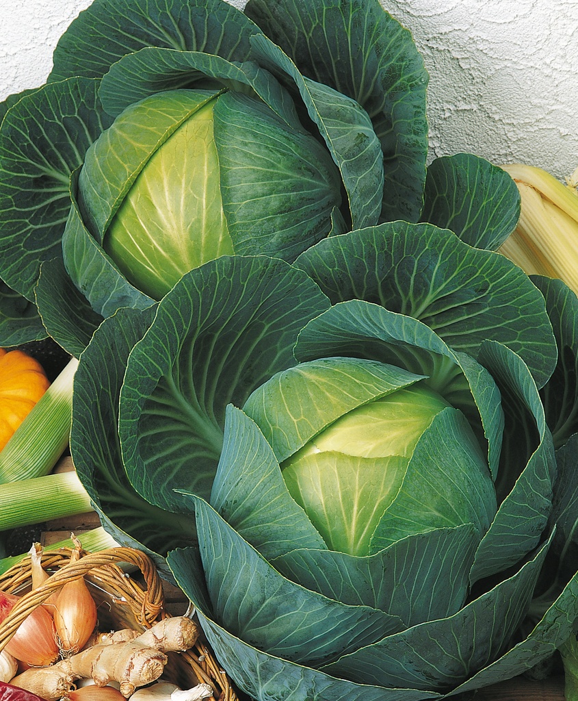 White cabbage, Marner Lagerweiss