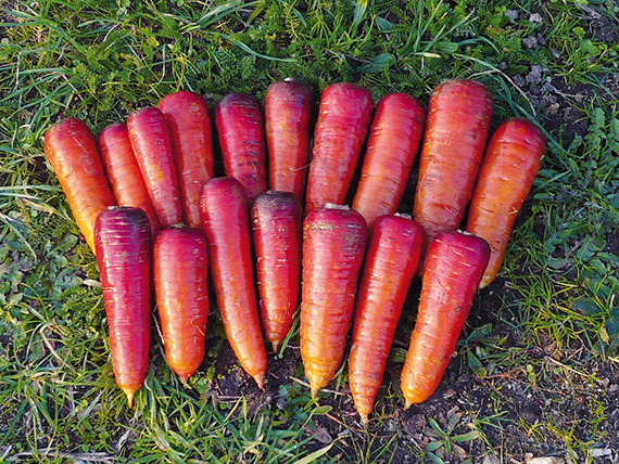 Carrot, Long Blood Red (Early)