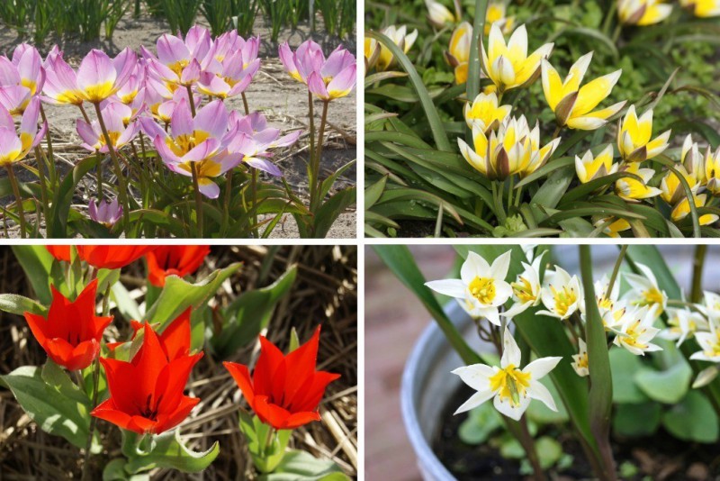 Tulipe sauvage 'Mix'