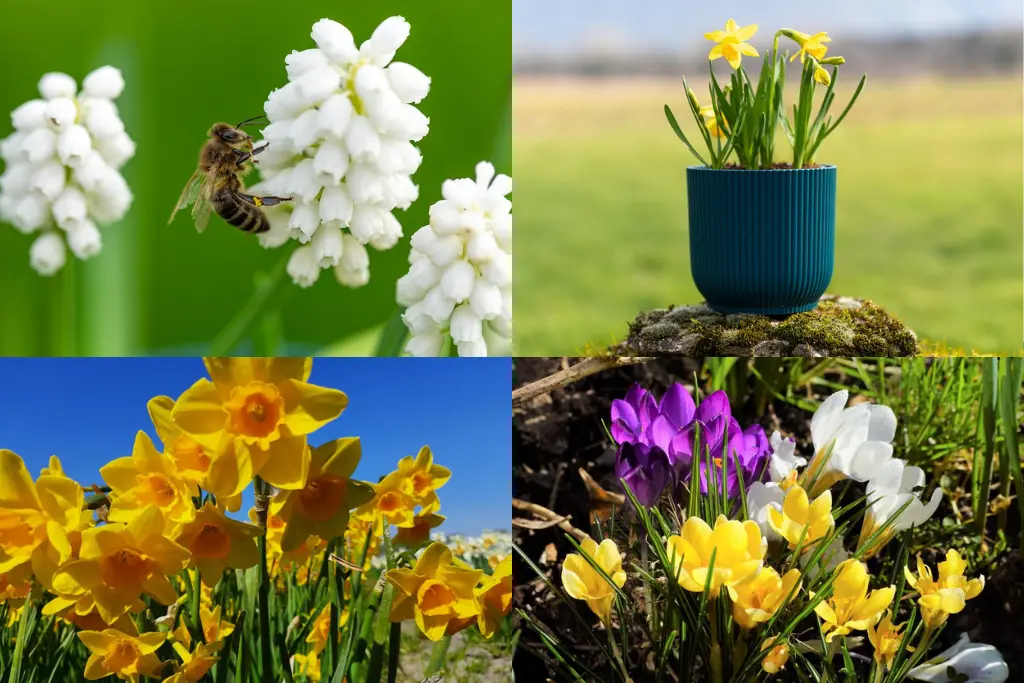 Mélange de bulbes pour Abeilles 'Apéritif Royal'