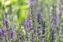 Issopo, Nettare blu