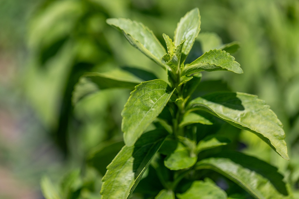 Stevia, Zuckersüss