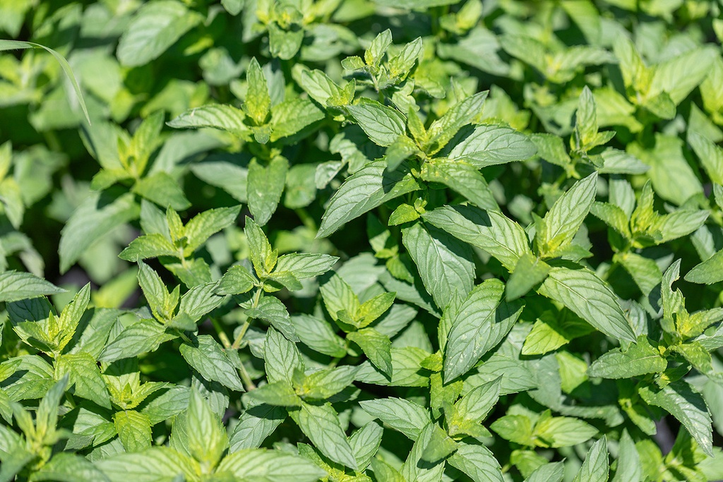 Mentastro verde, Tè marocchino