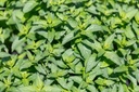 Spearmint, Moroccan tea