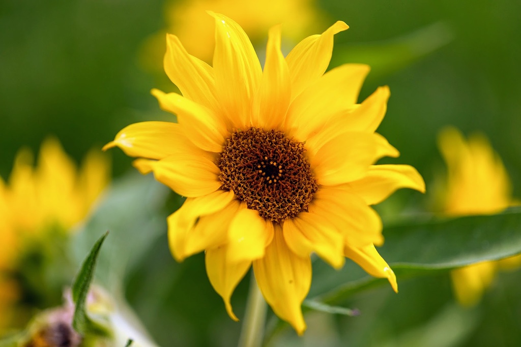 Sunflower, Mini sun