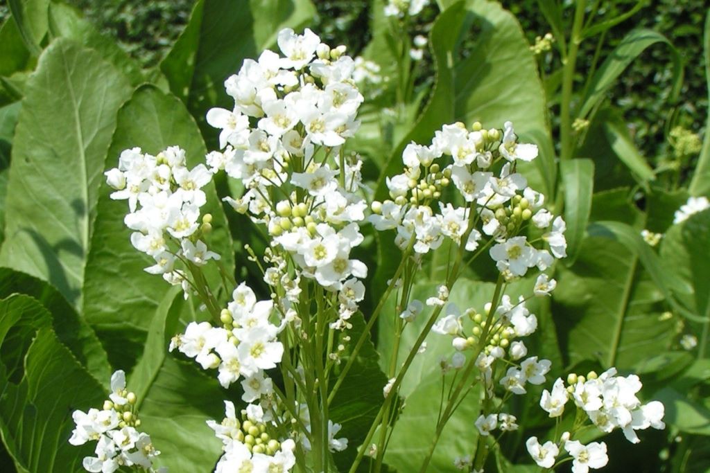 Horseradish
