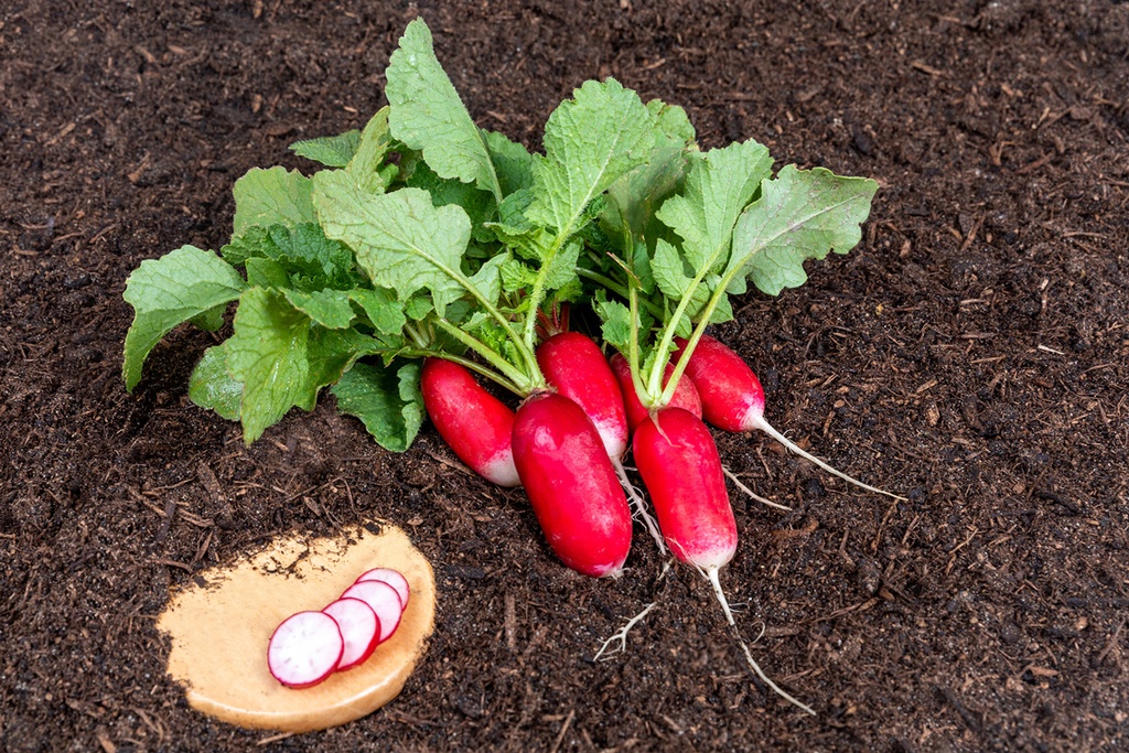 Radish, Flamboyant 2