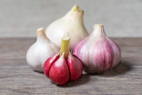 Garlic 'Morado'