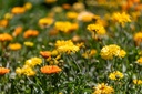 Common marigold (Pot marigold), Summer mix