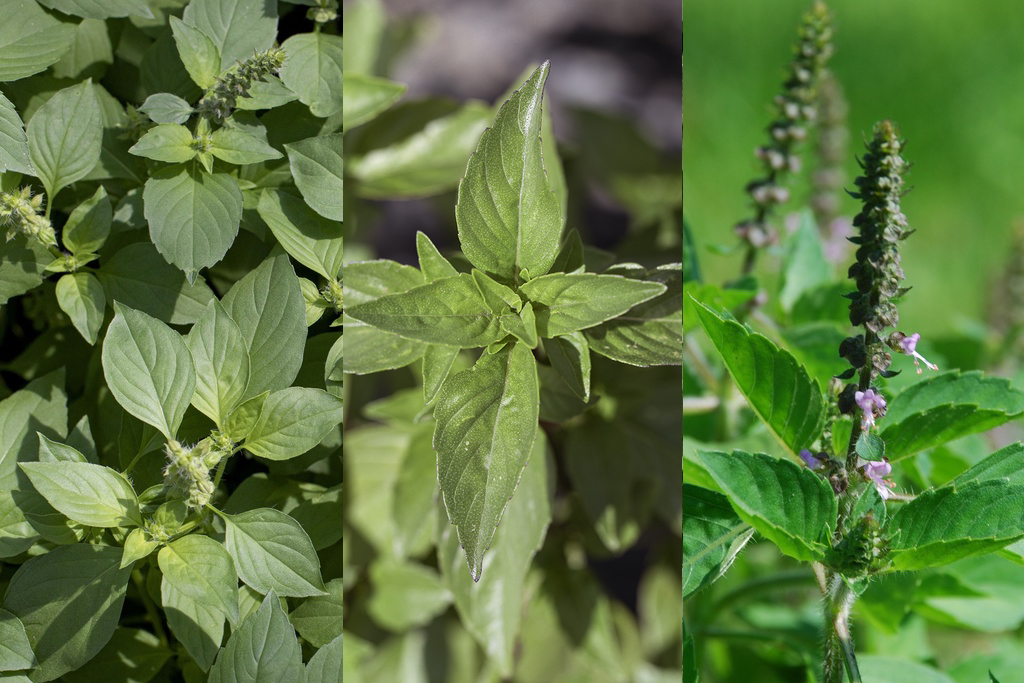 Basil, Mix for herbal tea