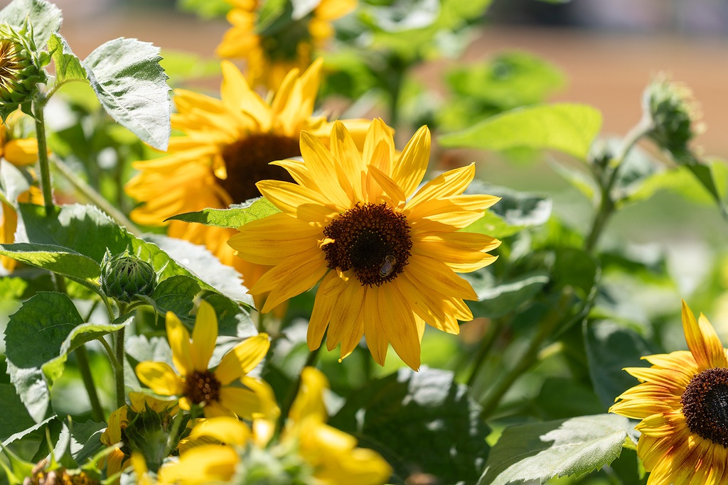 Tournesol Mi-haut, Mélange de couleur