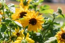Tournesol Mi-haut, Mélange de couleur