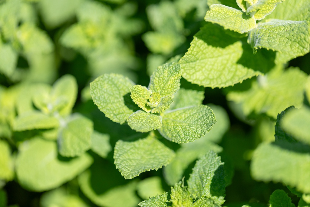 Menta profumata, Freschezza d'Estate