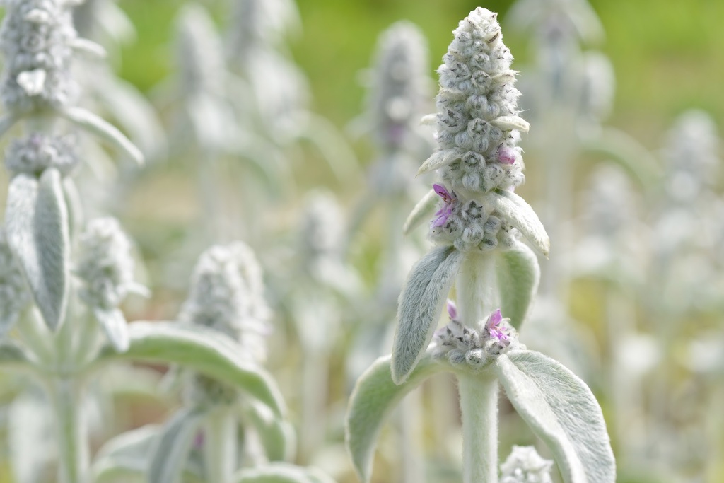 Woolly hedgenettle, Lamb's-ear