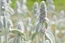 Woolly hedgenettle, Lamb's-ear