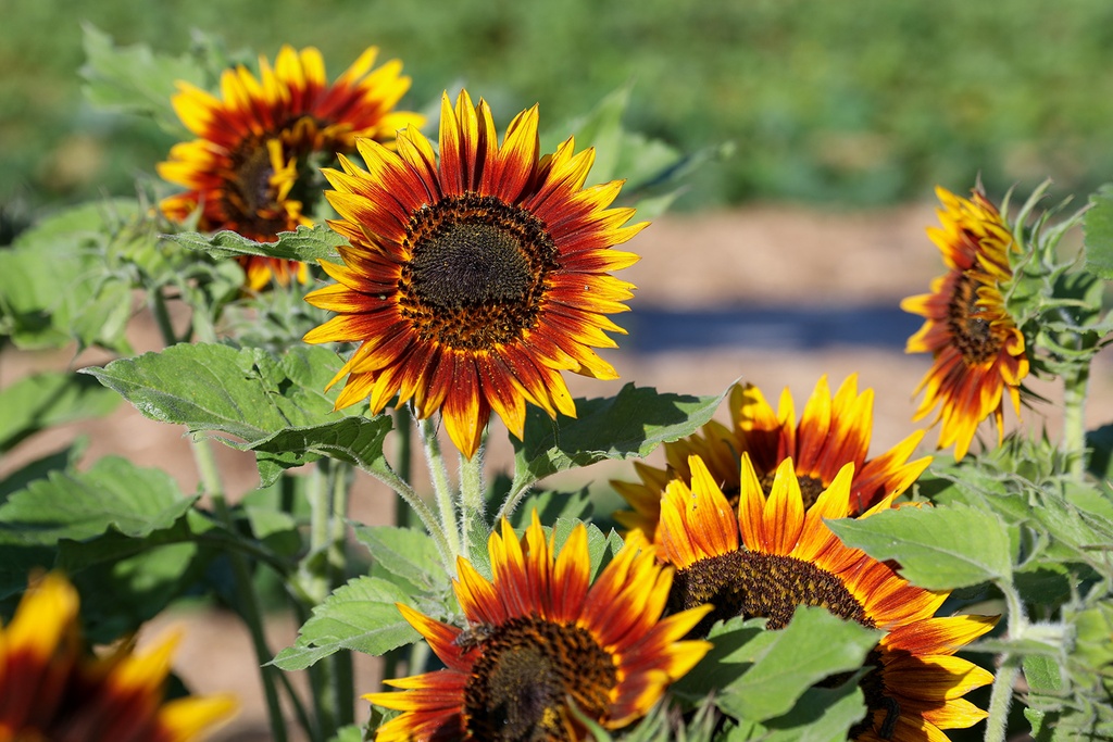 Girasole, Anello di fuoco