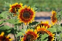 Girasole, Anello di fuoco