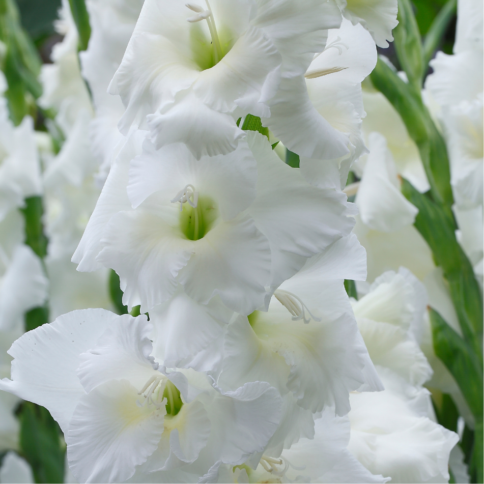 Gladiole, Essentia