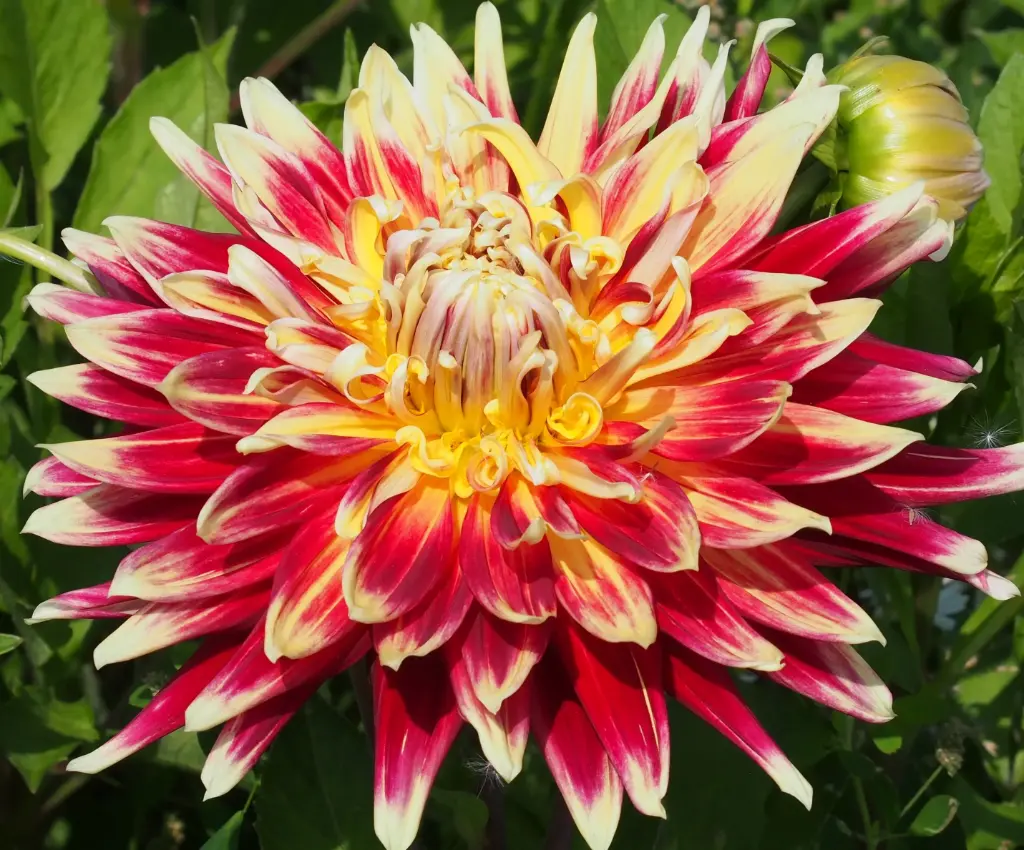 Dalia, Akita
