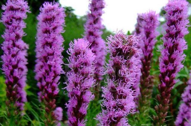 Dense Blazing Star, Liatris Spicata 'Purple'